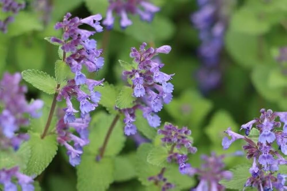 Catnip Nepeta cataria for planting in herb garden