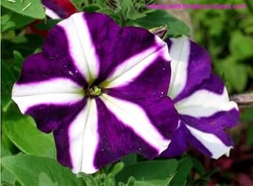 White (White Purple) seeds for planting in home garden
