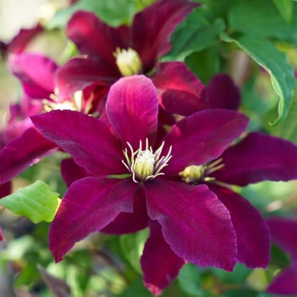 Pink Clematis Flower seeds for Planting Vibrant Colors Heirloom & GMO Free Seeds for Home Garden 
 
 Sale seeds for home garden planting