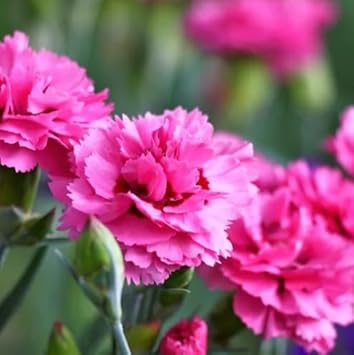 Pink Carnation Flower Seeds For Planting - Beautiful Blooms