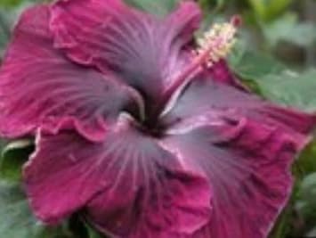 Black Maroon Hibiscus Seeds For Stunning Floral Displays In Your Garden Flower