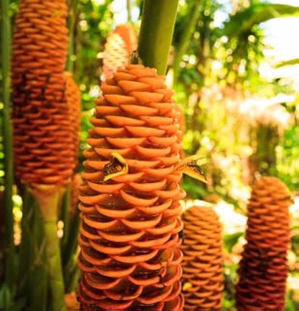 Tropical Beehive Ginger Seeds For Planting - Exotic Flower