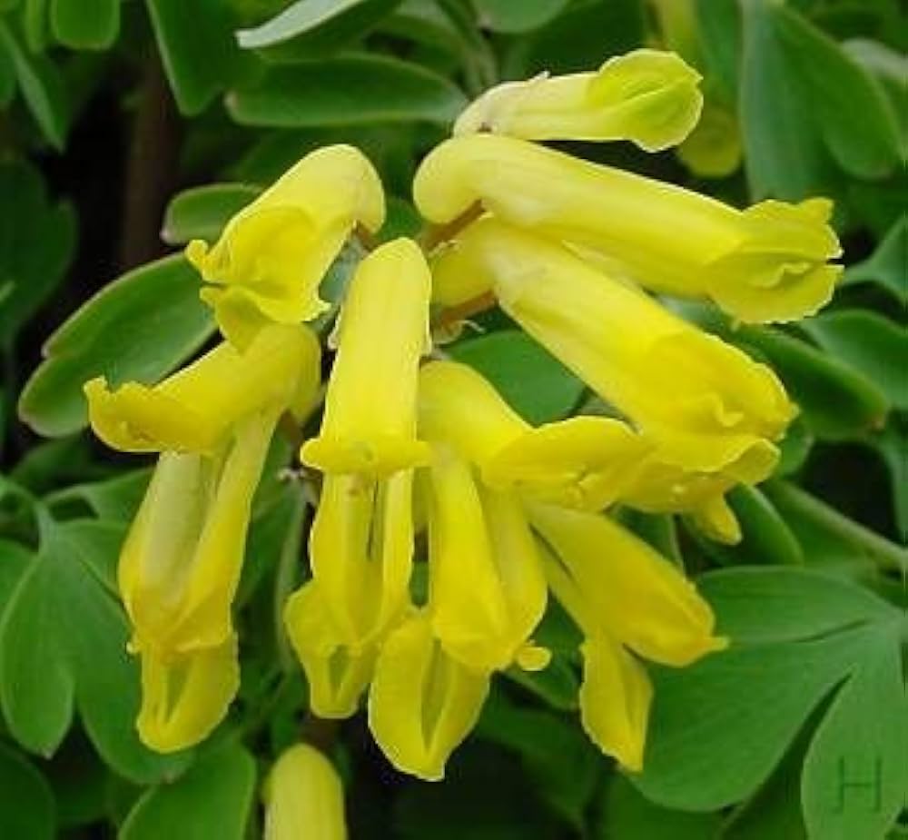 Corydalis Corydalis lutea for planting in flower bed