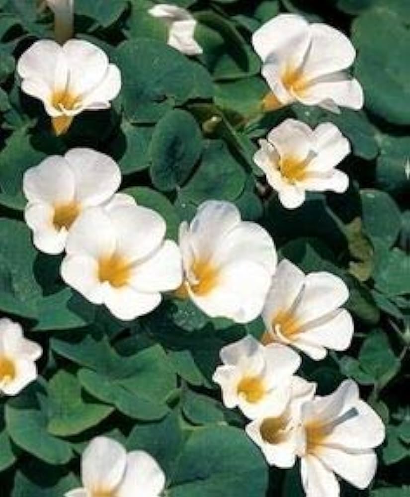 White Oxalis Laciniata Flower Seeds Planting