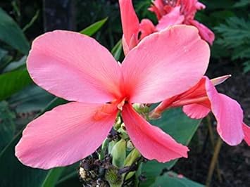 Soft Pink Anthurium Flower Seeds for Planting Wildflower Mix Heirloom & GMO Free Seeds for Home Garden
 
 Sale for planting in home garden
