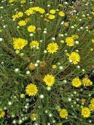 Grindelia Flower seeds for Planting - Seasonal Bloomer, Heirloom & GMO Free Seeds for Home Garden
 
 Sale for planting in home garden.