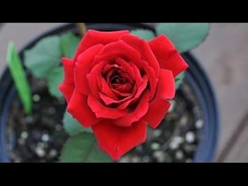 MultiColour Rose Flower Seeds for Planting Hardy Variety Heirloom & GMO Free Seeds for Home Garden
 
 Sale for planting in home garden