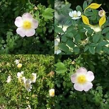 White Rosa Canina Flower seeds for Planting - Sun Loving, Heirloom & GMO Free Seeds for Home Garden
 
 Sale for planting in home garden
