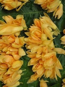 Champa Flower seeds for Planting Drought Tolerant Heirloom & GMO Free Seeds for Home Garden 
 
 Sale for planting in home garden