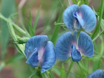 Blue Lathyrys Satuvys Flower seeds for Planting - Perfect for Borders, Heirloom & GMO Free Seeds for Home Garden
 
 Sale for planting in home garden.