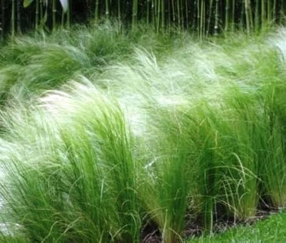 Mexican Feather Nassella tenuissima grass seeds
