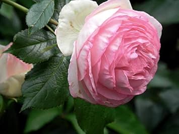 White Buddleia Flower Seeds for Planting Drought Tolerant Heirloom & GMO Free Seeds for Home Garden
 
 Sale for planting in home garden