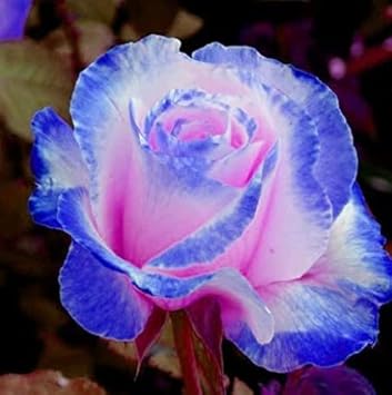Pink and Blue Rose Flower seeds for Planting - Perfect for Borders, Heirloom & GMO Free Seeds for Home Garden
 
 Sale for planting in home garden.