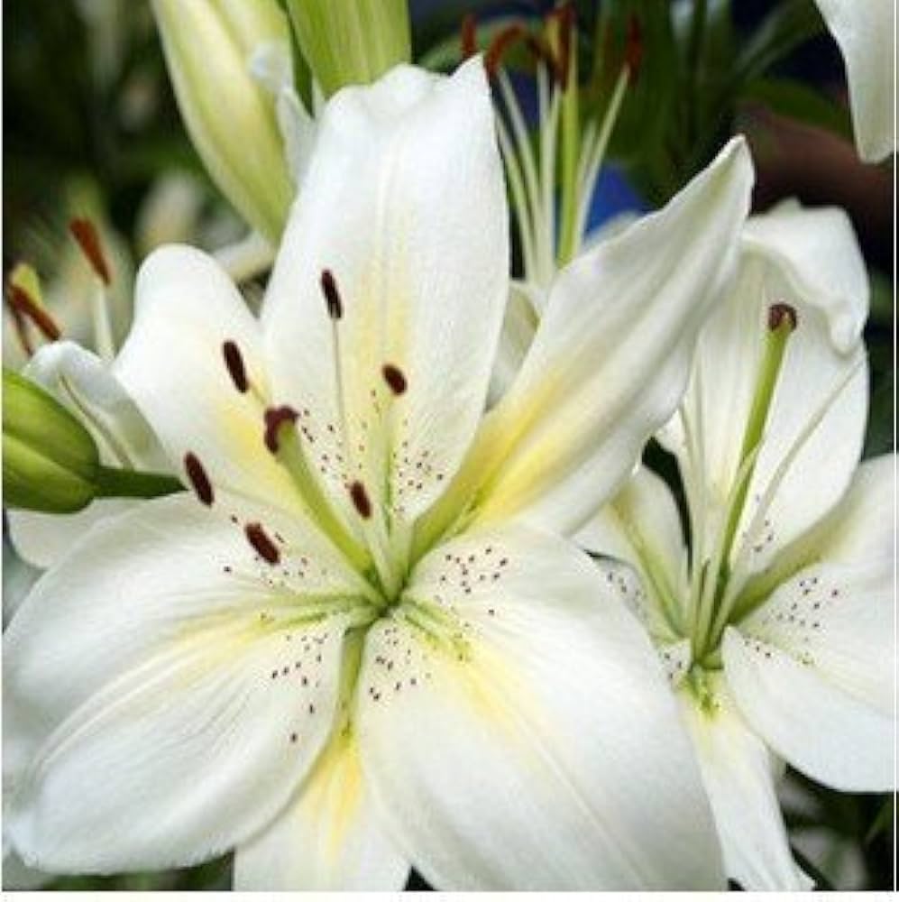 Perfume Lily Semi Flower for indoor garden