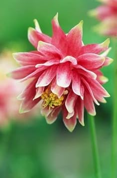 Pale Pink Columbines Flower seeds for Planting - Colorful Display, Heirloom & GMO Free Seeds for Home Garden
 
 Sale for planting in home garden.