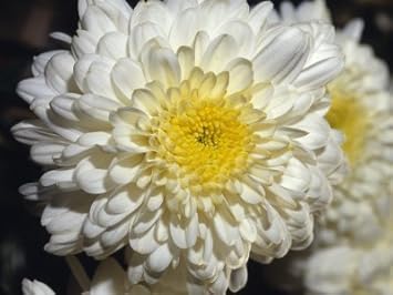 Yellow White Chrysanthemum Flower seeds for Planting - Drought Tolerant, Heirloom & GMO Free Seeds for Home Garden
 
 Sale seeds for home garden