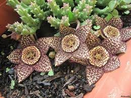 Orbea Cooperi Flower seeds for Planting Bright Blooms Heirloom & GMO Free Seeds for Home Garden 
 
 Sale for planting in home garden