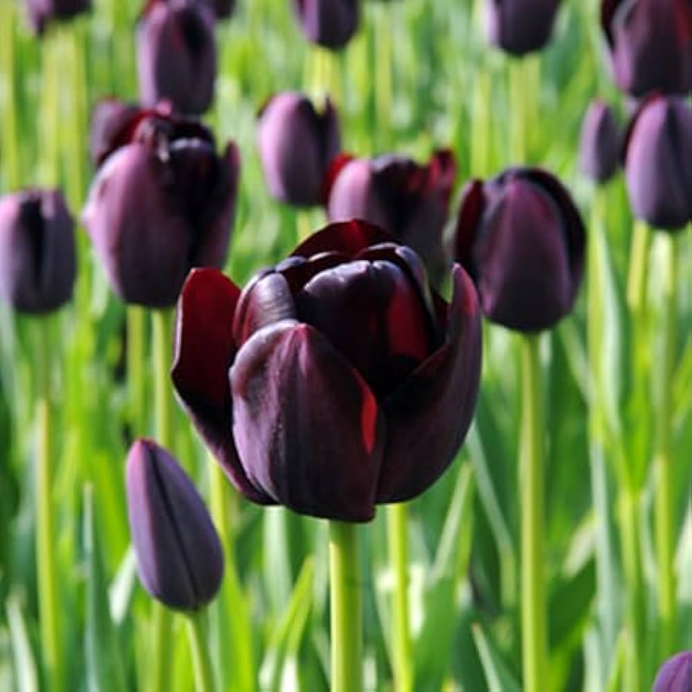 Black Tulip Flower seeds for Planting - Seasonal Bloomer, Heirloom & GMO Free Seeds for Home Garden
 
 Sale seeds for home garden