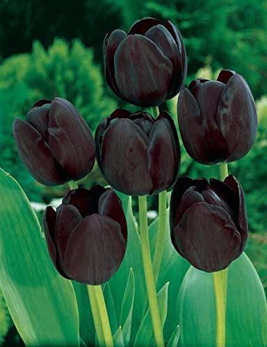 Burgundy Tulip Planting Seeds Flower