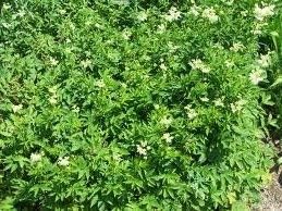 Green Filipendula Flower seeds for Planting - Fragrant Blossoms, Heirloom & GMO Free Seeds for Home Garden
 
 Sale for planting in home garden.