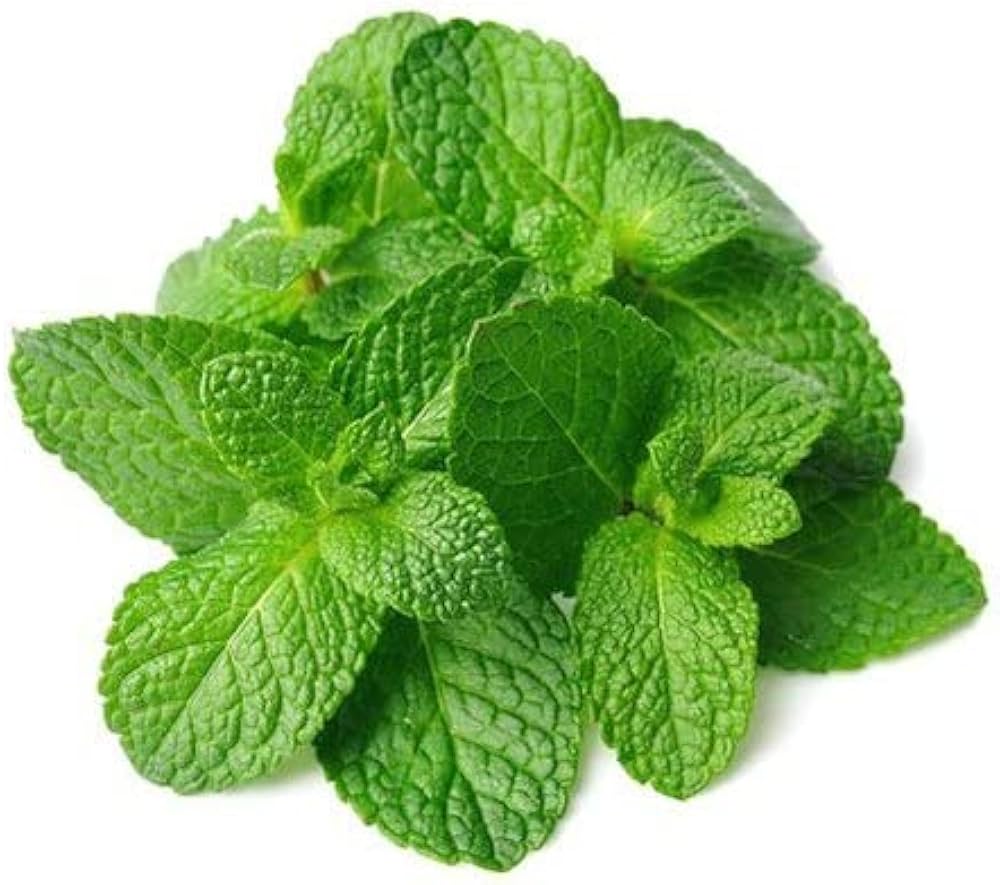 Peppermint Plant Seeds Mentha piperita for planting in vegetable patch