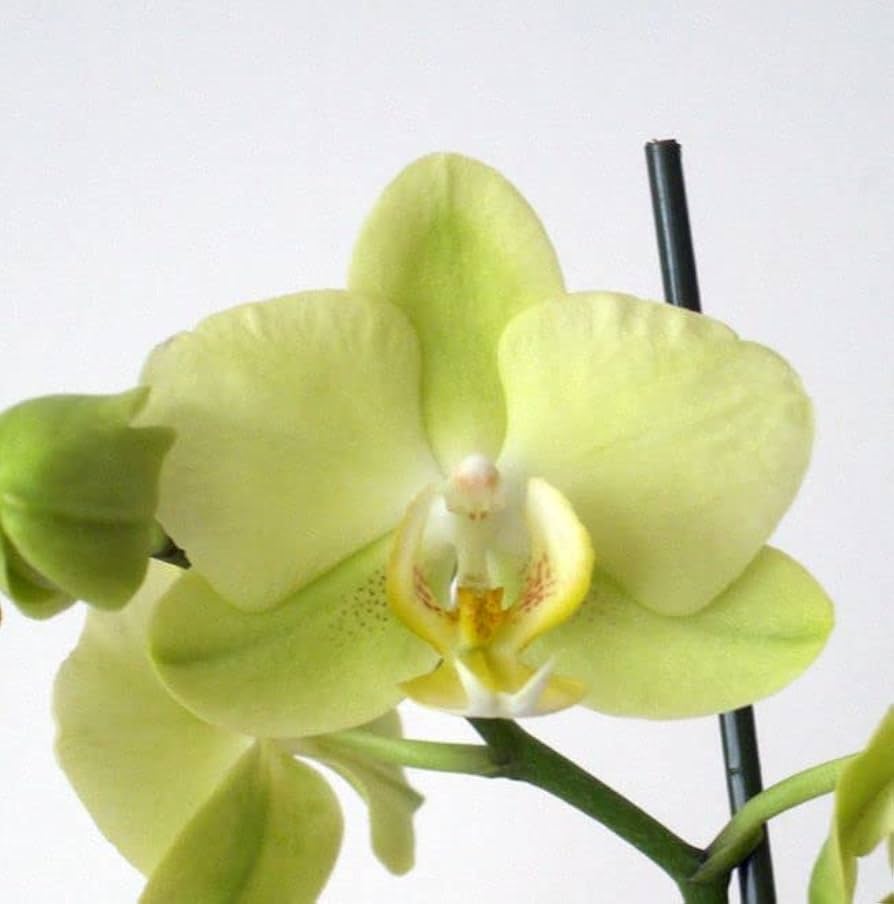 Pale Green Phalaenopsis Orchid Flower seeds for Planting - Drought Tolerant, Heirloom & GMO Free Seeds for Home Garden
 
 Sale seeds for home garden