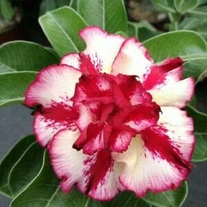 Pink EveningScented Flower Seeds for Planting Garden Favorite Heirloom & GMO Free Seeds for Home Garden
 
 Sale for planting in home garden