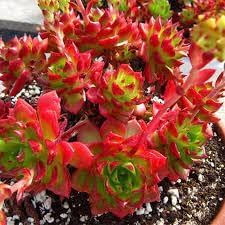 Rose Mix Dianthus Flower Seeds for Planting – Drought Tolerant Heirloom & NonGMO Seeds for Home Garden
 
 Sale for planting in home garden