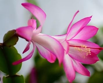 White Pink Zygocactus Truncatus Flower seeds for Planting - Long Bloom Season, Heirloom & GMO Free Seeds for Home Garden
 
 Sale for planting in home garden.