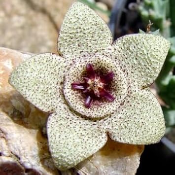 Cream Stapelia Seeds For Planting Plant Seeds