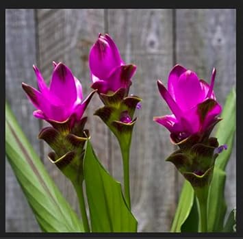 Curcuma Flower Seeds (Heirloom Non-GMO Organic Garden Seeds for Planting
 
 Sale) seeds for home garden