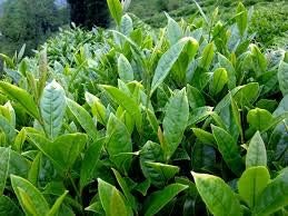 Green Tea Plant Seeds - Camellia Sinensis Also Known As Tree Best Selling