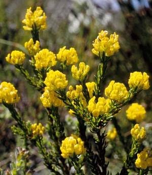 Aspalathus Flower seeds for Planting - Fragrant Blossoms, Heirloom & GMO Free Seeds for Home Garden
 
 Sale seeds for planting in home garden