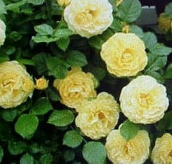Light Yellow Climbing Rose Flower Seeds for Planting, Heirloom Non-GMO Organic Garden Seeds
 
 Sale seeds for home garden