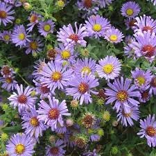 Aromatic Aster Flower seeds for Planting Colorful Display Heirloom & GMO Free Seeds for Home Garden 
 
 Sale for planting in home garden