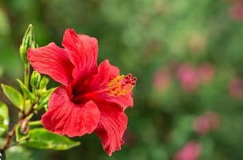 Red Hibiscus Flower Seeds For Stunning Blooms