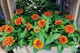 Zowie Flower seeds for Planting - Bright Blooms, Heirloom & GMO Free Seeds for Home Garden
 
 Sale seeds for home garden