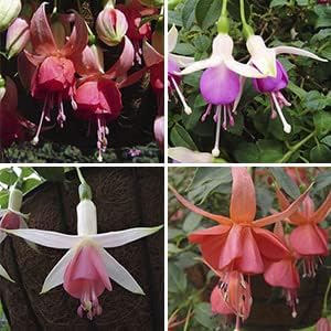MultiColored (MultiColored Fuchsia) seeds for planting in home garden