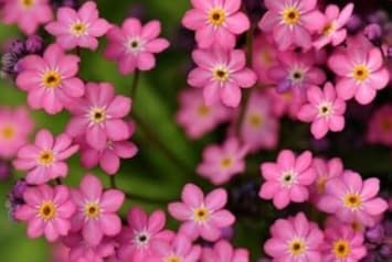 Burgundy Adenium Obesum Flower Seeds for Planting Shade Tolerant Heirloom & GMO Free Seeds for Home Garden
 
 Sale for planting in home garden
