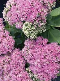 Sedum Dragons Blood Groundcover Flower seeds for Planting - Compact Growth, Heirloom & GMO Free Seeds for Home Garden
 
 Sale seeds for home garden