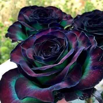 Green Thalia Dealbata Flower Seeds for Planting Fragrant Blossoms Heirloom & GMO Free Seeds for Home Garden
 
 Sale for planting in home garden