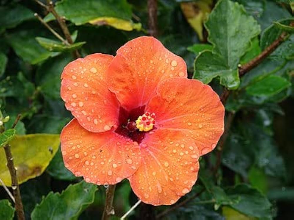 Orange Hibiscus Hibiscus rosa-sinensis seeds for planting in flower bed