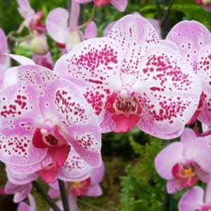 White Oxalis Laciniata Flower Seeds for Planting Shade Tolerant Heirloom & GMO Free Seeds for Home Garden
 
 Sale for planting in home garden