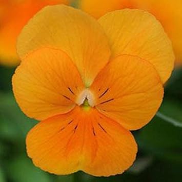 Orange Viola Sorbet Flower seeds for Planting - Fragrant Blossoms, Heirloom & GMO Free Seeds for Home Garden
 
 Sale seeds for home garden
