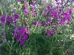 Heirloom Swainsonia Flower seeds for Planting Seasonal Bloomer Heirloom & GMO Free Seeds for Home Garden 
 
 Sale for planting in home garden