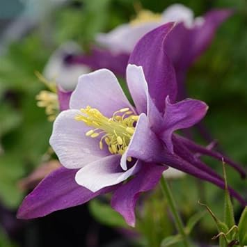 Purple Aquilegia Flower seeds for Planting - Drought Tolerant, Heirloom & GMO Free Seeds for Home Garden
 
 Sale seeds for home garden