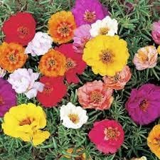 Heirloom Grandiflora Flower seeds for Planting Shade Tolerant Heirloom & GMO Free Seeds for Home Garden 
 
 Sale for planting in home garden