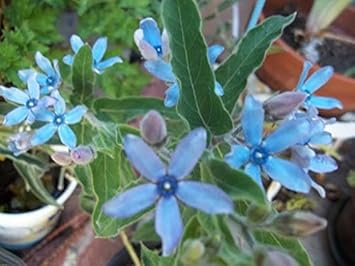 Plant Blue Bauhinia Seeds - Gorgeous Perennial Flowers For Your Garden