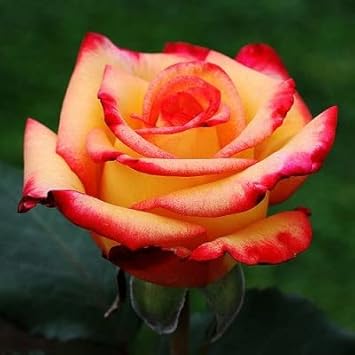 Orange Yellow Rose Flower seeds for Planting Drought Tolerant Heirloom & GMO Free Seeds for Home Garden 
 
 Sale seeds for home garden planting