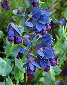 Shrimp Plant Justica brandegeeana Seeds for Planting in Flower Bed & Garden